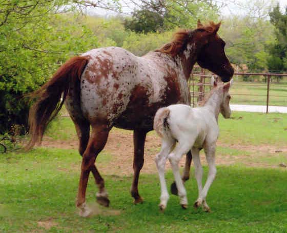 March 2006 Colt by Invitational, pictured April 2006.