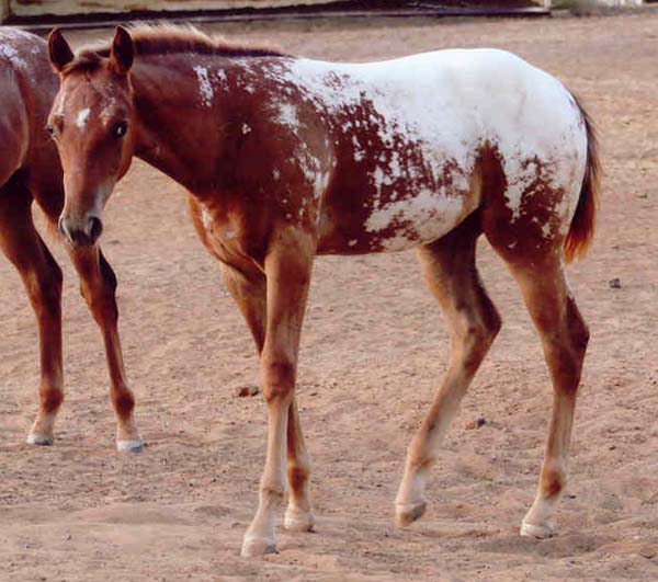 2006 ApHC filly, pictured August 2006