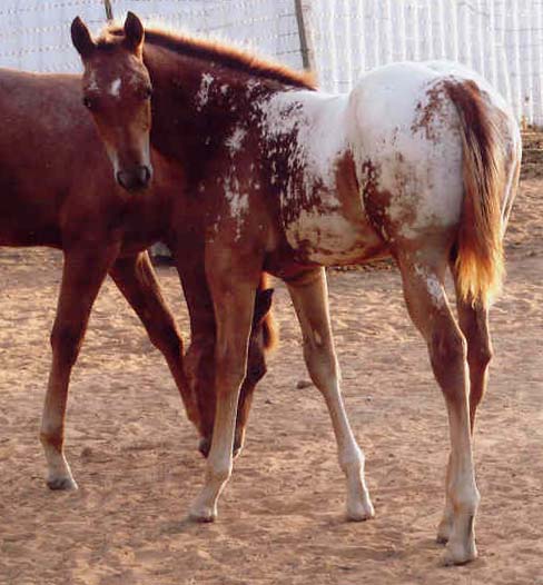 2006 ApHC filly, pictured August 2006