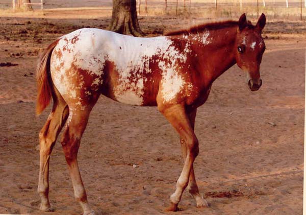 2006 ApHC filly, pictured August 2006