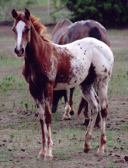 2006 ApHC gelding, pictured September 1, 2006