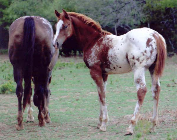 2006 ApHC gelding, pictured September 1, 2006