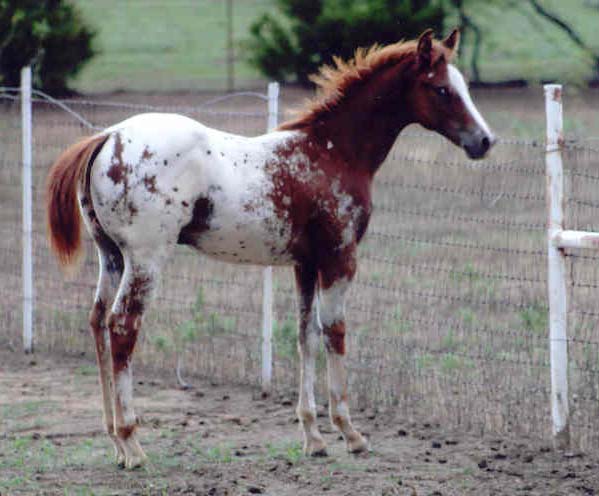 2006 ApHC gelding, pictured September 1, 2006
