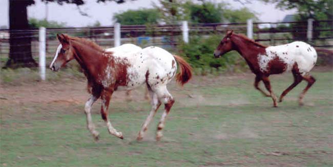 2006 ApHC gelding, pictured September 1, 2006