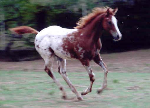 2006 ApHC gelding, pictured September 1, 2006