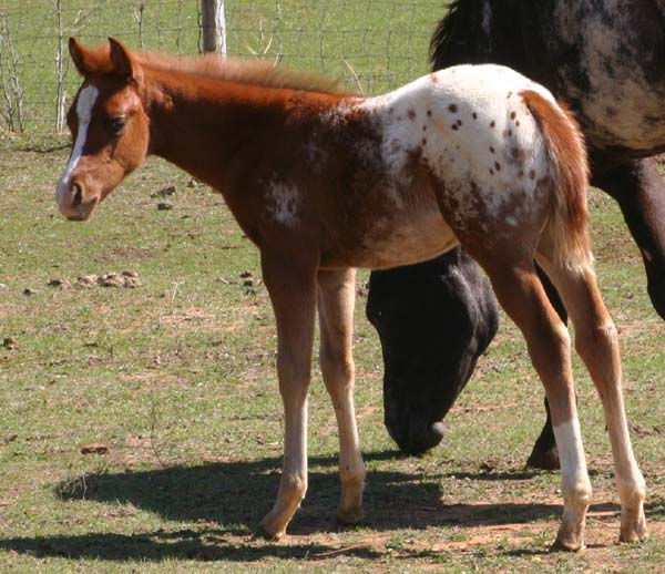 2006 Chestnut/blanket Filly, Invitational x Designer Invi (by Mr Invitation, pictured March 25, 2006.