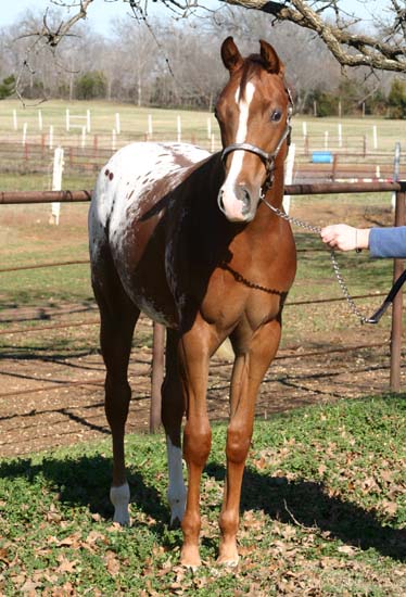 2006 Chestnut/blanket Filly, Invitational x Designer Invi (by Mr Invitation, pictured January 20, 2007.