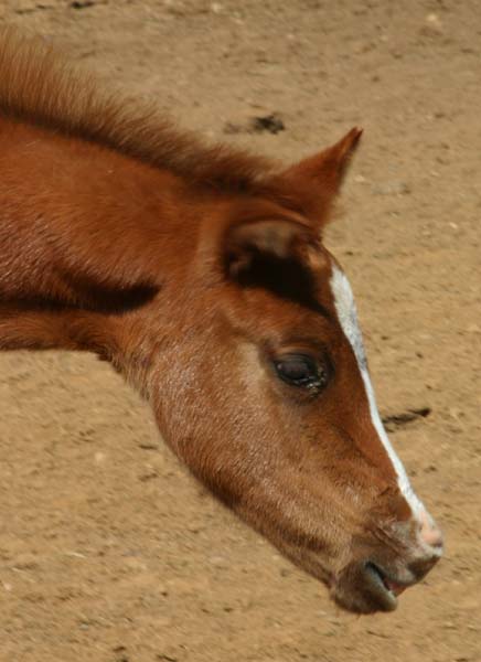 2006 Chestnut/blanket Filly, Invitational x Designer Invi (by Mr Invitation, pictured March 25, 2006.