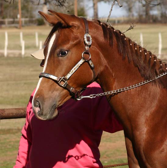 2006 Chestnut/blanket Filly, Invitational x Designer Invi (by Mr Invitation, pictured January 20, 2007.