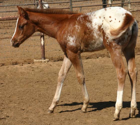 2006 Chestnut/blanket Filly, Invitational x Designer Invi (by Mr Invitation, pictured March 25, 2006.