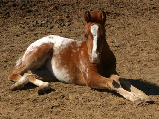 January 26, 2006 Filly, Invitational x Designer Invi (by Mr Invitation, pictured March 25, 2006.