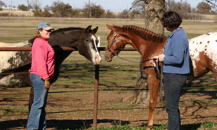 2006 Chestnut/blanket Filly, Invitational x Designer Invi (by Mr Invitation, pictured with Designer Invi January 20, 2007.