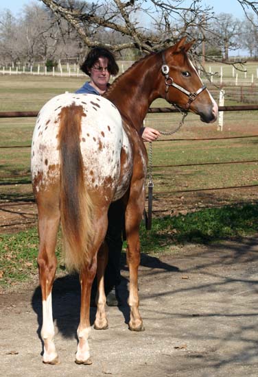 2006 Chestnut/blanket Filly, Invitational x Designer Invi (by Mr Invitation, pictured January 20, 2007.