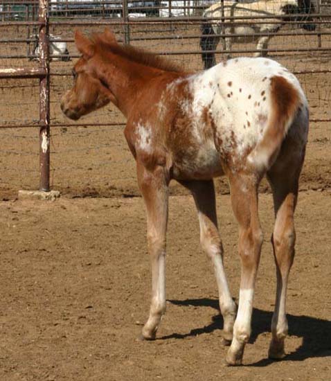 2006 Chestnut/blanket Filly, Invitational x Designer Invi (by Mr Invitation, pictured March 25, 2006.