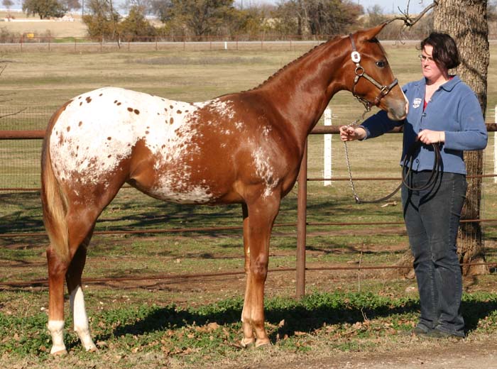 2006 Chestnut/blanket Filly, Invitational x Designer Invi (by Mr Invitation, pictured January 20, 2007.