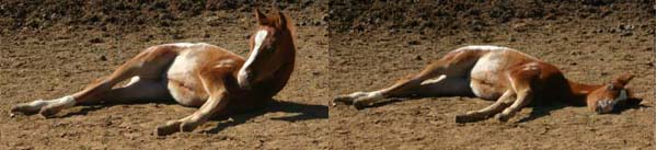 January 26, 2006 Filly, Invitational x Designer Invi (by Mr Invitation, pictured March 25, 2006.