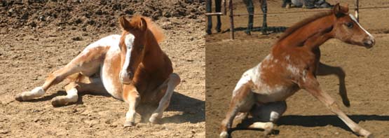 January 26, 2006 Filly, Invitational x Designer Invi (by Mr Invitation, pictured March 25, 2006.