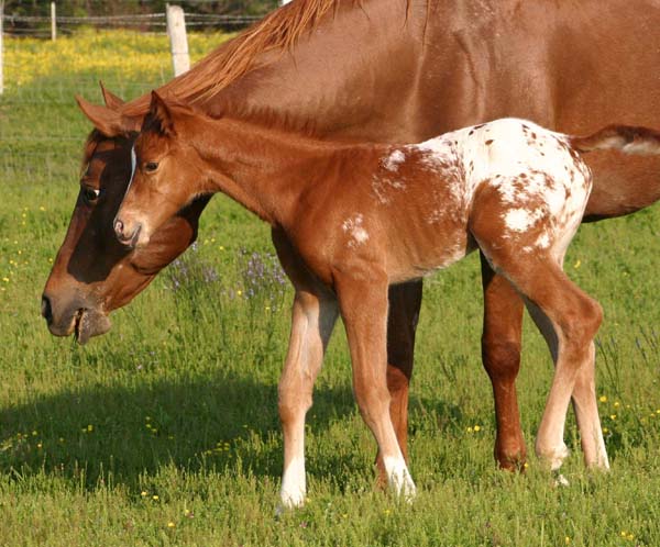 April 2007 Filly, Invitational x JJ Roman Marie, pictured April 20, 2007.