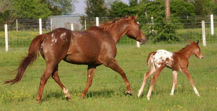 April 2007 Filly, Invitational x JJ Roman Marie, pictured April 20, 2007.