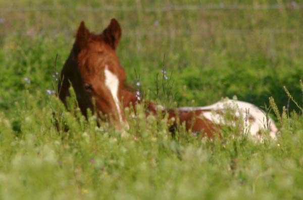 April 2007 Filly, Invitational x JJ Roman Marie, pictured April 20, 2007.