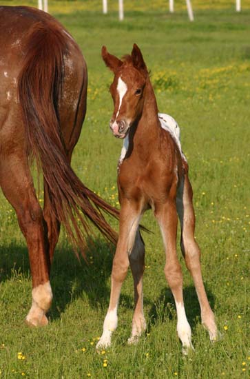 April 2007 Filly, Invitational x JJ Roman Marie, pictured April 20, 2007.
