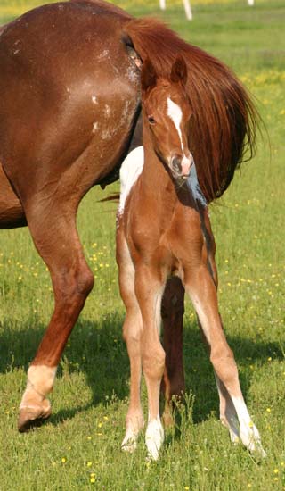 April 2007 Filly, Invitational x JJ Roman Marie, pictured April 20, 2007.