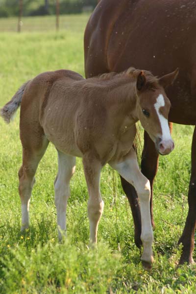 March 2007 Filly, Invitational x Miss Chili Pepper, pictured April 20, 2007.