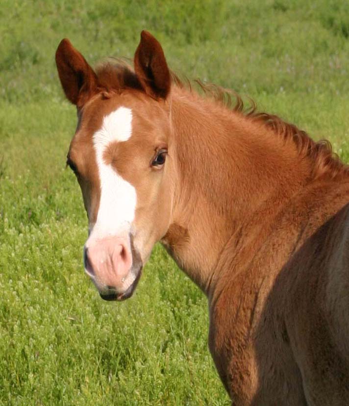 March 2007 Filly, Invitational x Miss Chili Pepper, pictured April 20, 2007.