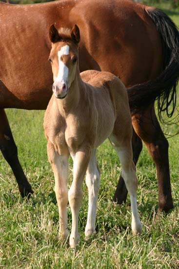 March 2007 Filly, Invitational x Miss Chili Pepper, pictured April 20, 2007.