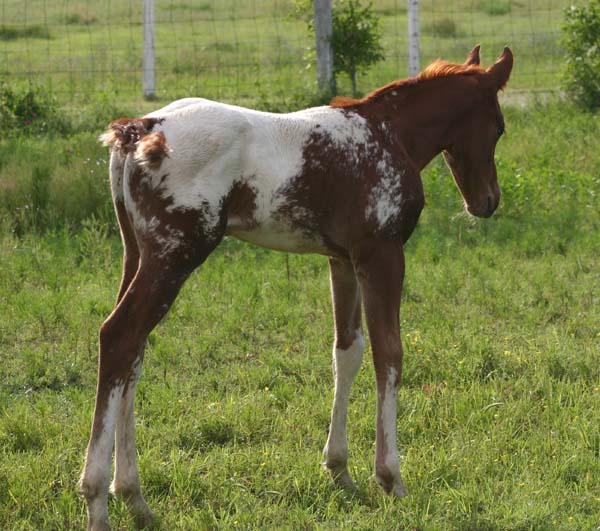 April 2007 Colt, Invitational x Designer Cartoon, pictured May, 2007.