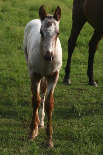 April 2007 colt, Charicature x Zippos Specialty by All Hands On Zip, pictured May 2007.