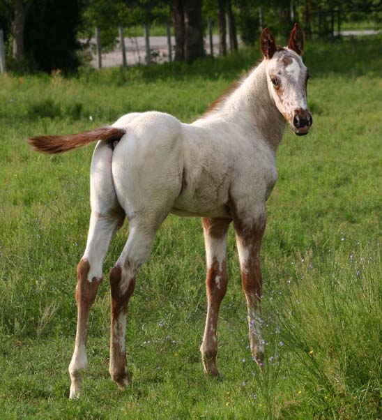 April 2007 colt, Charicature x Zippos Specialty by All Hands On Zip, pictured May 2007.