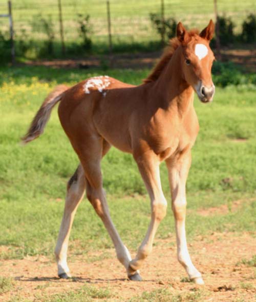 March 2007 filly, Charicature x Designated To B by Designated Hitter (AQHA), pictured April 2007.
