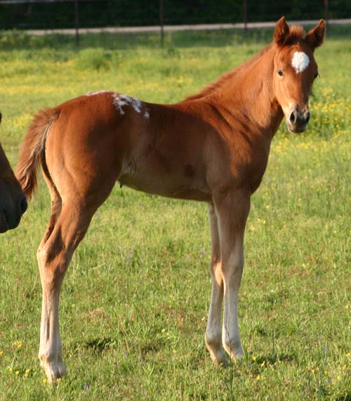 March 2007 filly, Charicature x Designated To B by Designated Hitter (AQHA),  pictured April 2007.