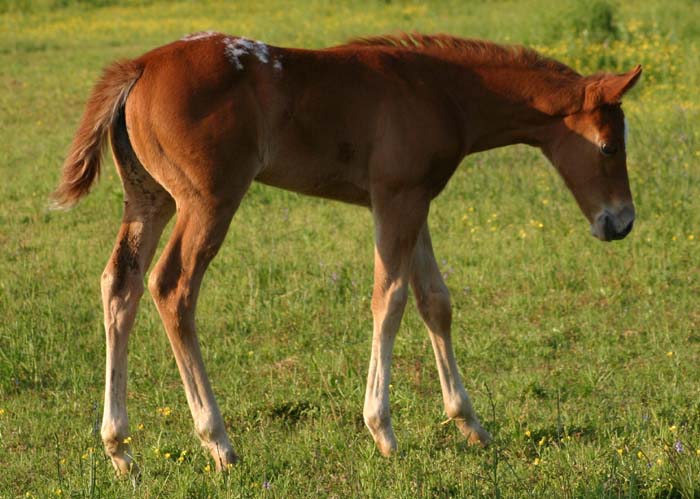 March 2007 filly, Charicature x Designated To B by Designated Hitter (AQHA),  pictured April 2007.