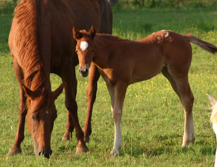 March 2007 filly, Charicature x Designated To B by Designated Hitter (AQHA), pictured April 2007.