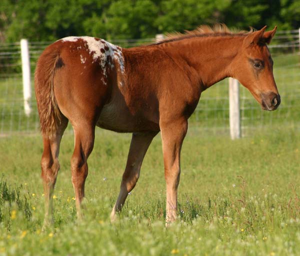 February 2007 Filly, Invitational x Cartoon Series, pictured April 20, 2007.
