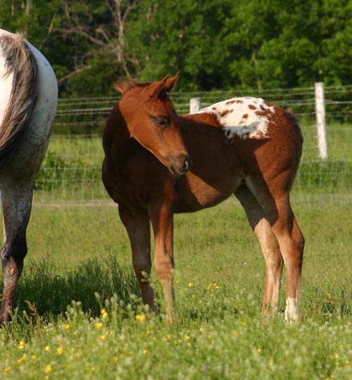 February 2007 Filly, Invitational x Cartoon Series, pictured April 20, 2007.