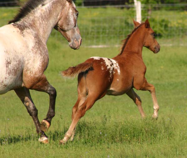 February 2007 Filly, Invitational x Cartoon Series, pictured April 20, 2007.