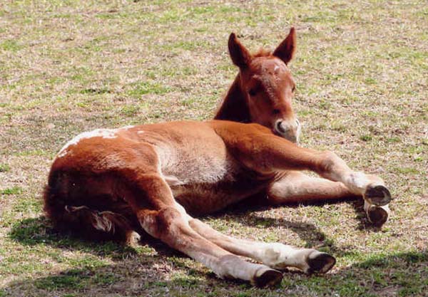 February 2007 Filly, Invitational x Cartoon Series, pictured March 5, 2007.