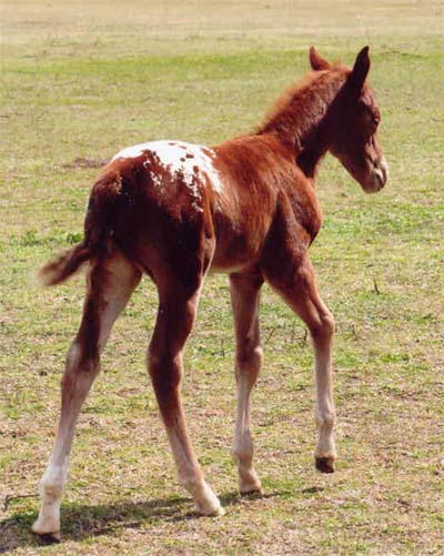February 2007 Filly, Invitational x Cartoon Series, pictured March 5, 2007.
