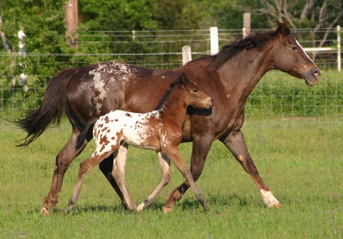 April 2007 Colt, Illustrator x Shes A Fancy Exec by The Executive, pictured April 2007.