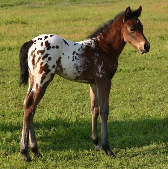 April 2007 Colt, Illustrator x Shes A Fancy Exec by The Executive, pictured April 2007.
