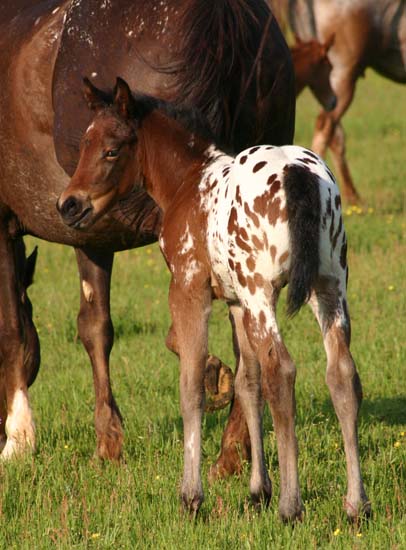 April 2007 Colt, Illustrator x Shes A Fancy Exec by The Executive, pictured April 2007.