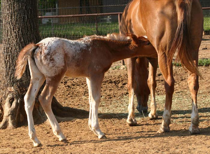 March 2007 filly, Charicature x Roman Sara Lee, pictured April 2007.