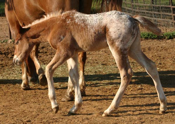 March 2007 filly, Charicature x Roman Sara Lee, pictured April 2007.