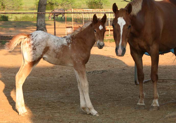 March 2007 filly, Charicature x Roman Sara Lee, pictured April 2007.
