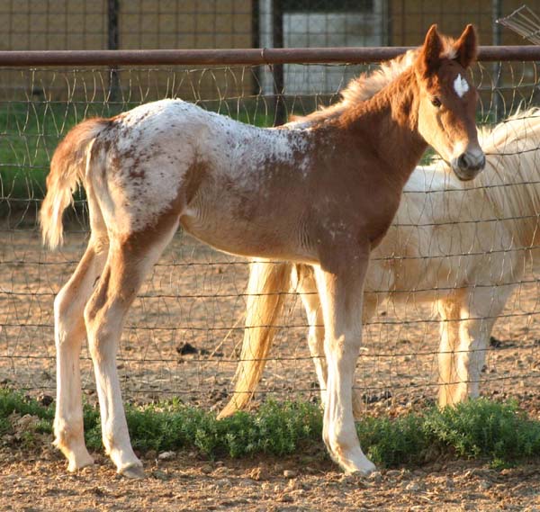 March 2007 filly, Charicature x Roman Sara Lee, pictured April 2007.