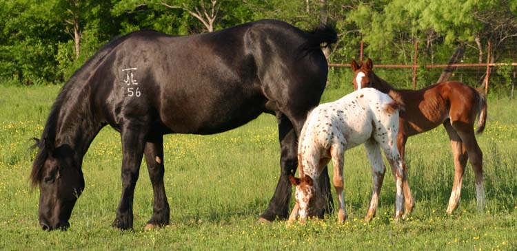 March 2007 filly, Charicature x Invested Miss Jones, pictured April 2007.