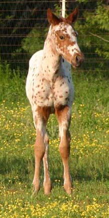 March 2007 filly, Charicature x Invested Miss Jones, pictured April 2007.